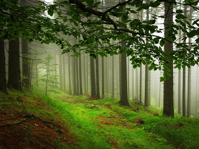 Мъглива гора, зелено, дървета, трева, мъглива, гора HD тапет
