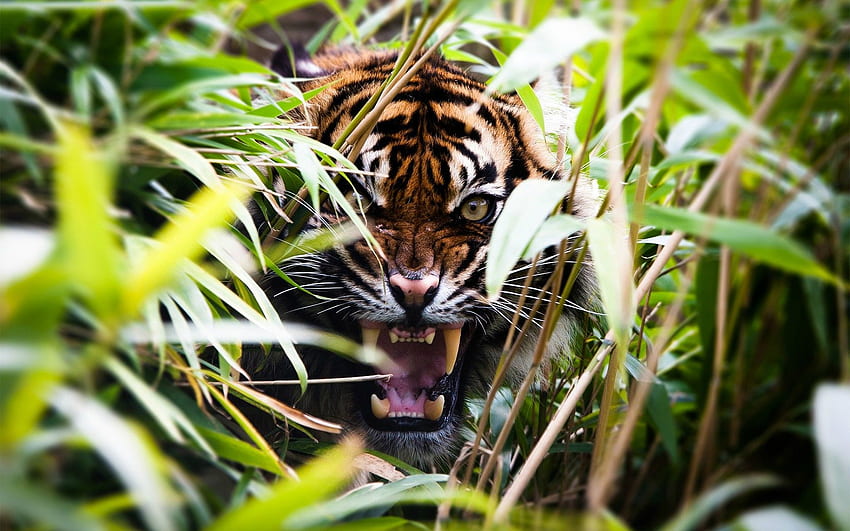 Tiger Roar [] :, Ревящ тигър HD тапет