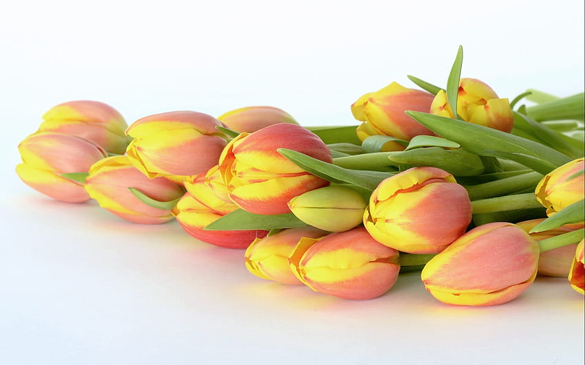 Tulipany, różowy, natura, kwiaty Tapeta HD