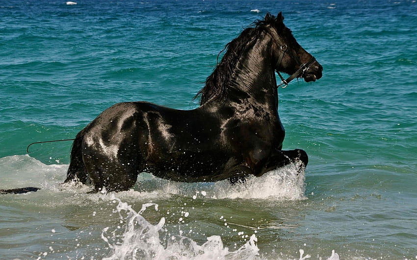Kuda, laut, musim panas, hitam, cantik Wallpaper HD
