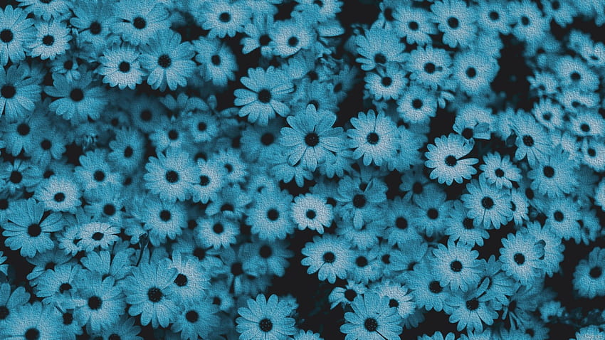 Blue flower Wallpaper 4K Macro Vivid Close up Dew Drops 4182