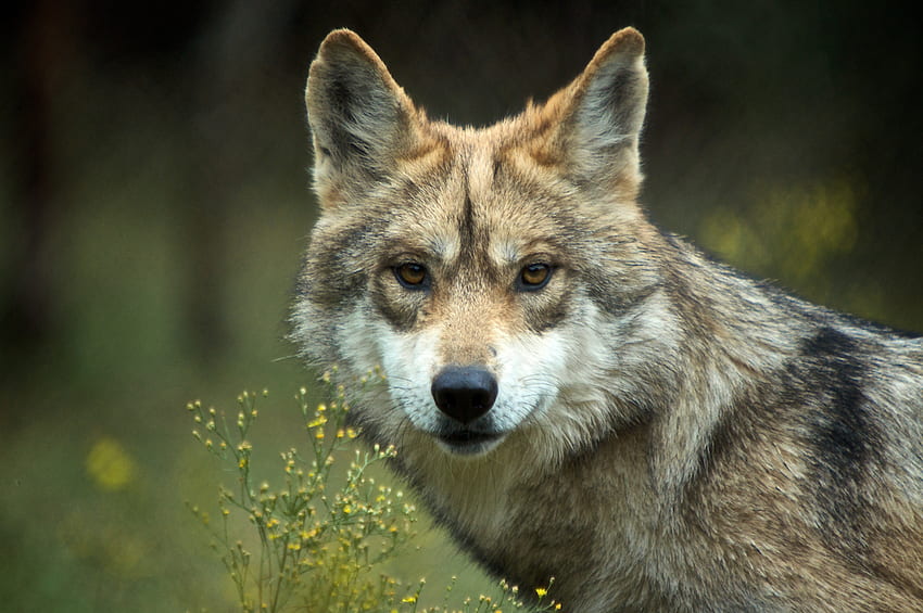 Wolf face, animal, face, wolf, timber wolf HD wallpaper