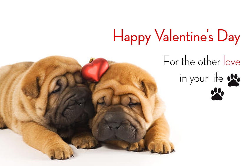 Dogs: Message Valentine Puppy Love Dog Owners Dogs HD wallpaper