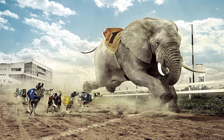 Animals, Grass, Sky, Sand, Building, Lights, Dog, Lanterns, House, Glass, Fence, Fangs, Cloud, Track, Elephant, Heat, Race, Competition HD wallpaper