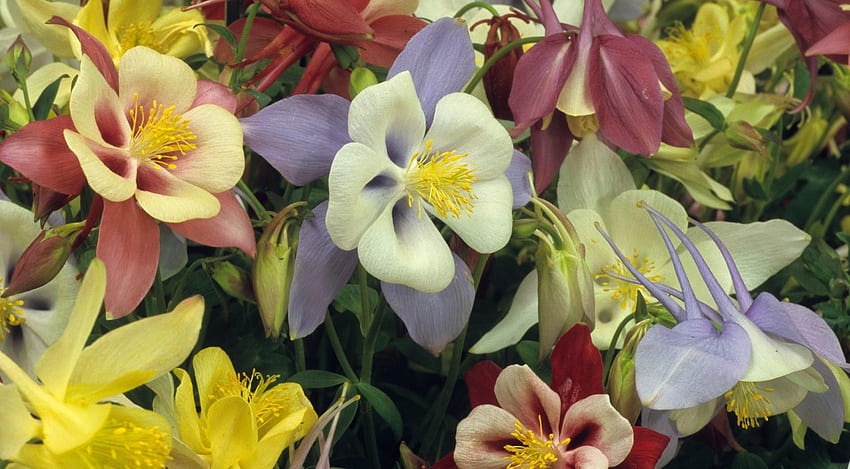 Flowers, Bright, Multicolored, Aquilegia HD wallpaper