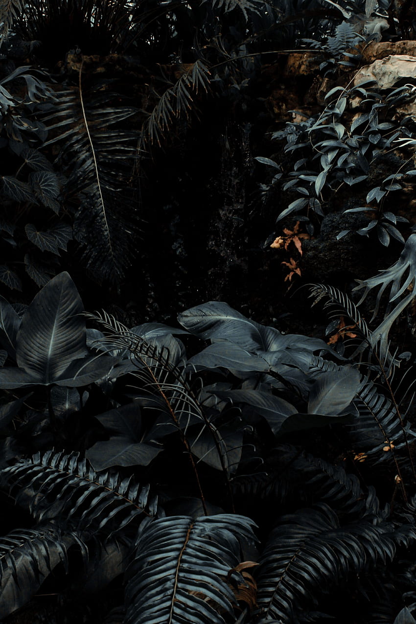 plantas, naturaleza, arbusto, oscuro, helecho, tropical fondo de pantalla del teléfono