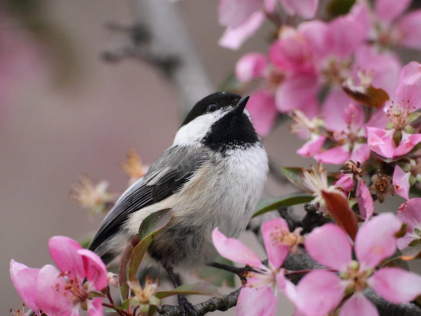 นกน้อยท่ามกลางดอกไม้ กิ่งไม้ ปีก นก ดอกไม้ วอลล์เปเปอร์ HD