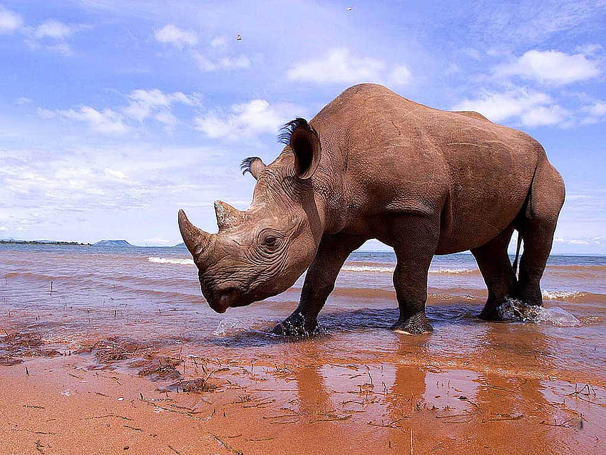 Rhino HD wallpaper | Pxfuel