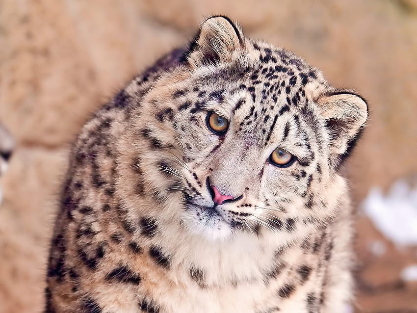 Animals, Snow Leopard, Muzzle, Spotted, Spotty, Predator, Big Cat HD wallpaper