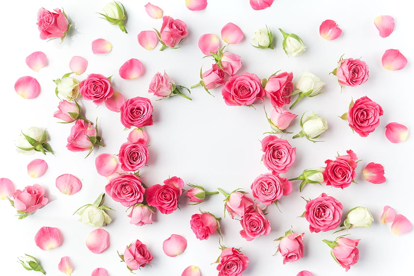 Flowers, petals, pink roses, flowers HD wallpaper