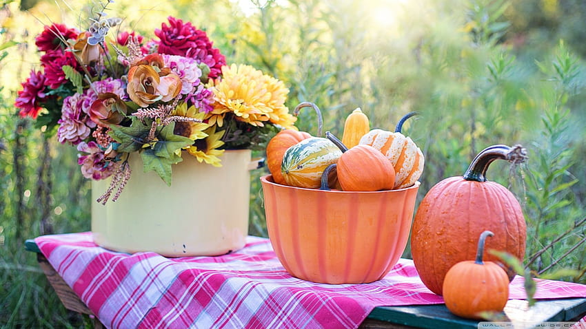 Still Life Pumpkins in Bowl, Flowers, Early Autumn Ultra Background for U TV : Widescreen & UltraWide & Laptop : Tablet : Smartphone Wallpaper HD