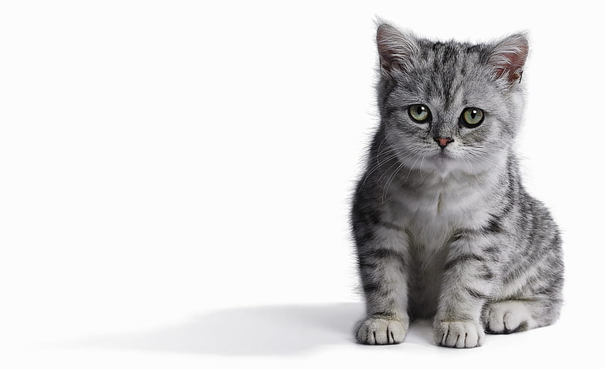 Kitten, pisica, animal, white, grey, cute, cat HD wallpaper