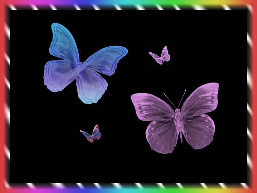 Butterflies of love, butterflies, color, bugs, love, valentines day HD wallpaper