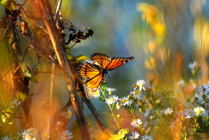 Butterfly, cool, beautiful HD wallpaper