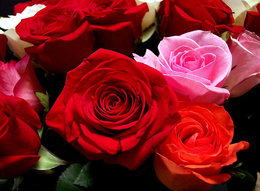 Fiori, rose, primo piano, bouquet, boccioli Sfondo HD