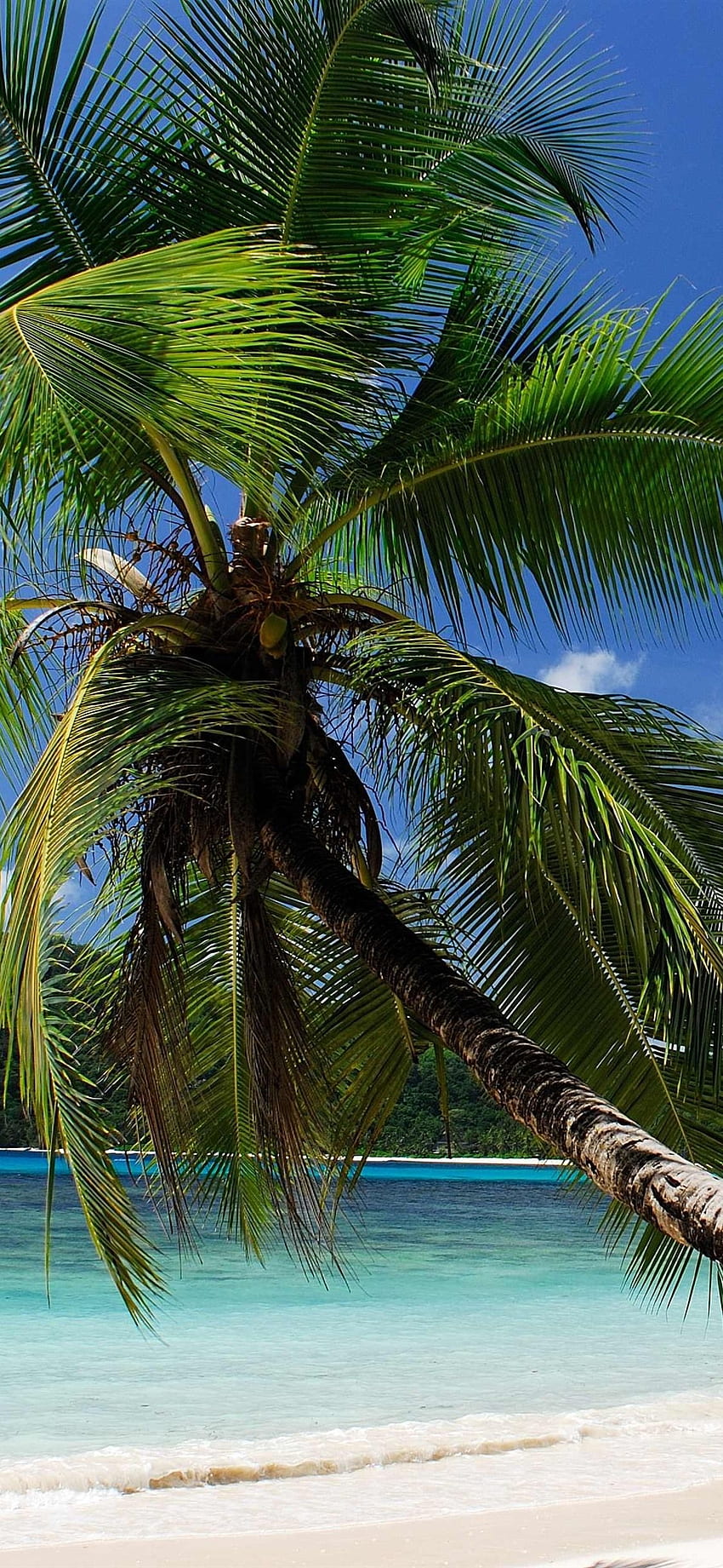 Tropical, Sea, Beach, Palm Trees IPhone 11 Pro XS X , Background HD