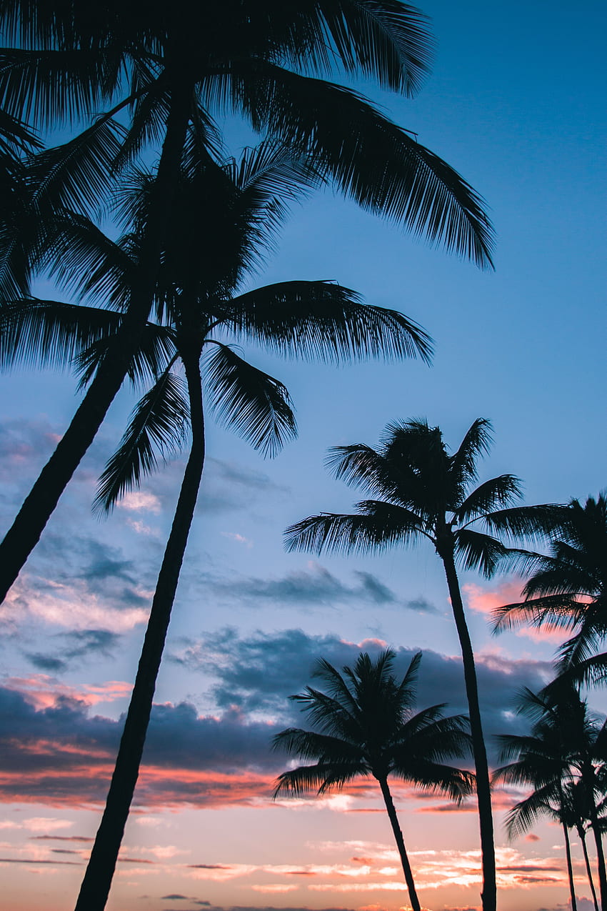 Nature, Sky, Palms, Branches, Tropics HD phone wallpaper