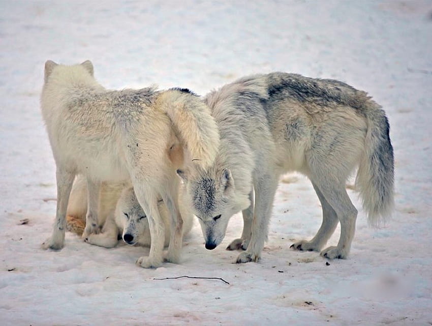 WHITE WOLVES, Wolves, white, animals, snow, nature HD wallpaper
