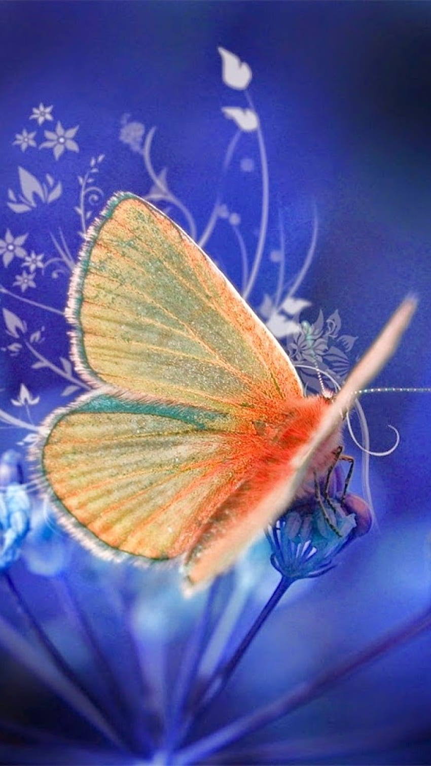 Whatsapp D.p, Beautiful, Butterfly, whatsapp dp HD phone wallpaper ...