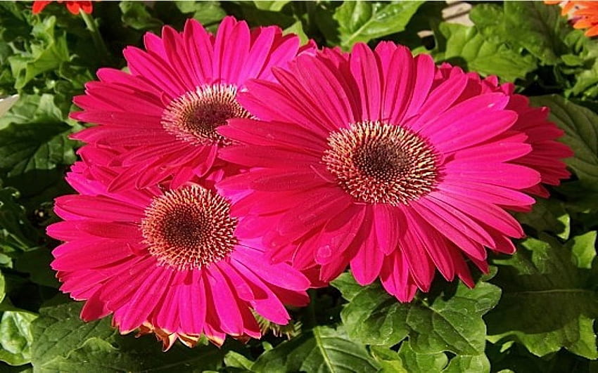 Light Pink Daisies Light Pink Gerbera Daisy Pink HD wallpaper