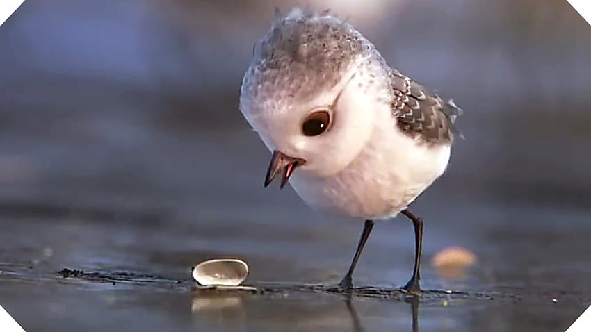 PIPER — film krótkometrażowy Disney Pixar (zwiastun animacji — film) Tapeta HD