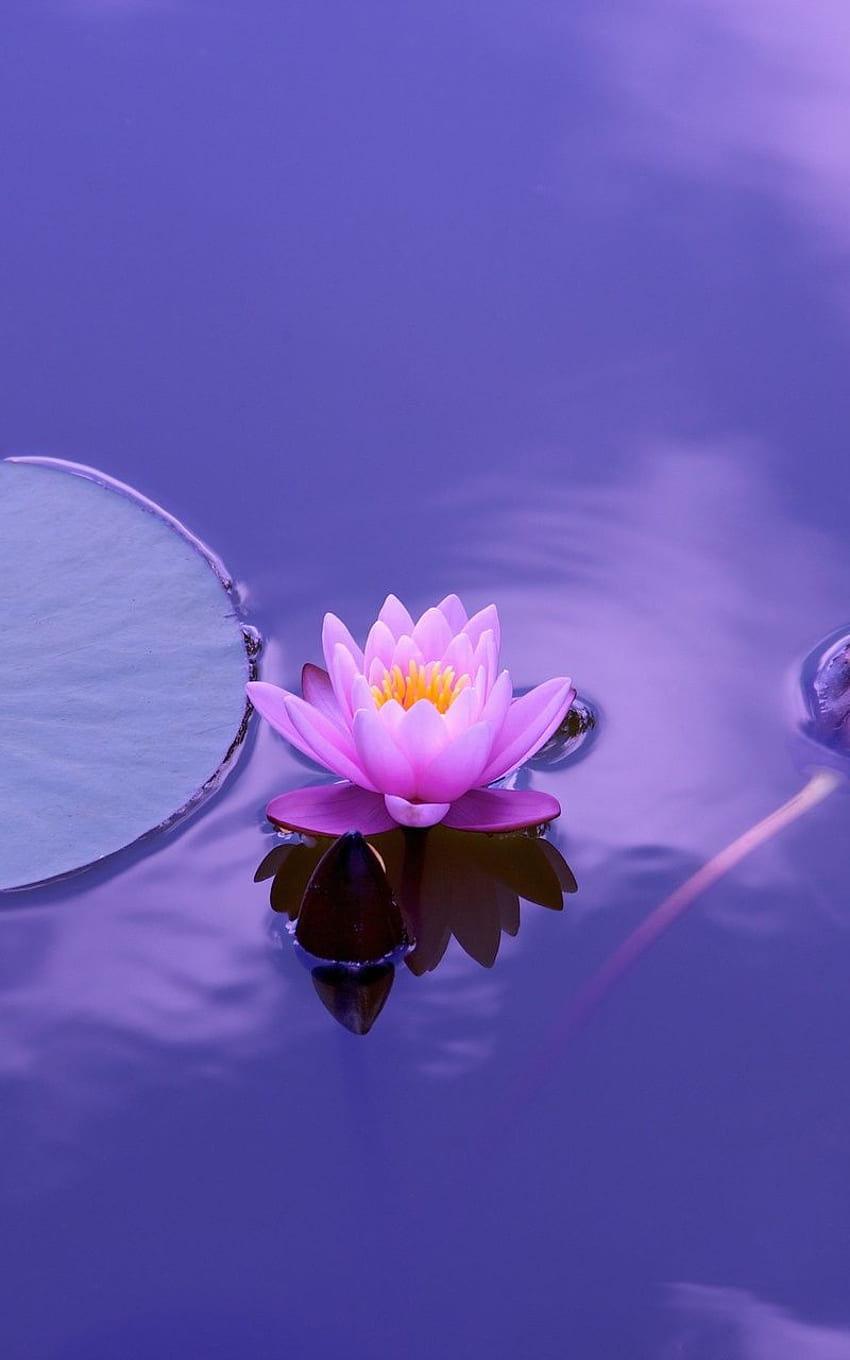 Lotus Flower Nexus 7, Samsung Galaxy Tab 10, Note Android Tablets , , Background, and HD phone wallpaper