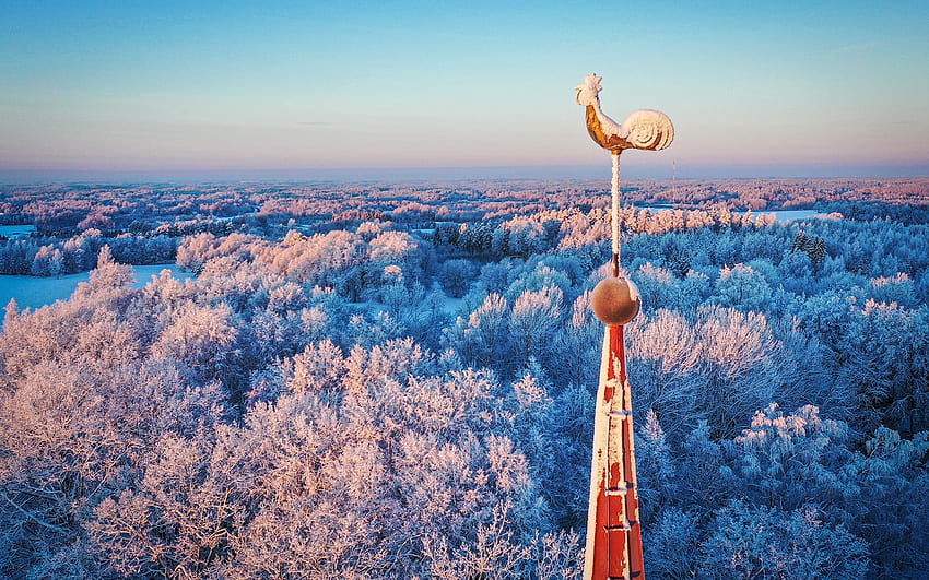 Gallo en la iglesia, invierno, Letonia, bosque, torre de la iglesia fondo de pantalla