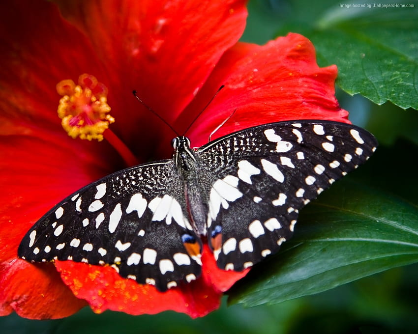 赤い蝶の花、羽、蝶、昆虫、自然、花 高画質の壁紙