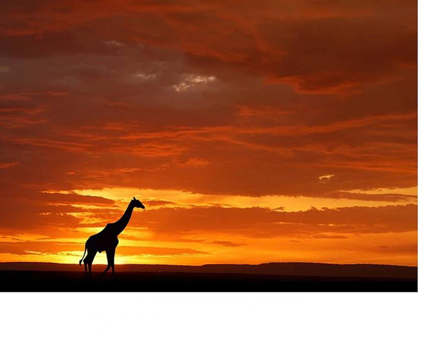 gün batımında zürafa, afrika, set, zürafa, güneş, uzun boylu HD duvar kağıdı