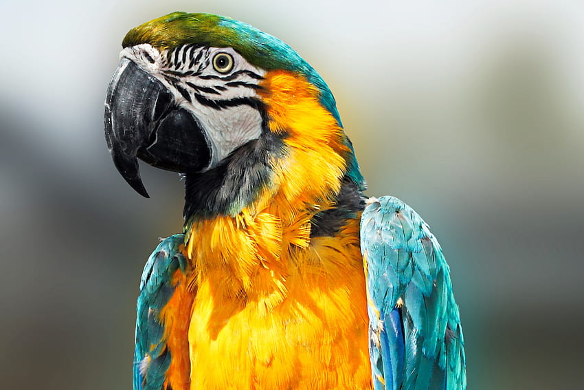 Animals, Parrots, Feather, Bird, Beak, Color HD wallpaper