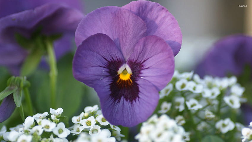 Purple pansy - Flower, Pansy Flowers HD wallpaper | Pxfuel