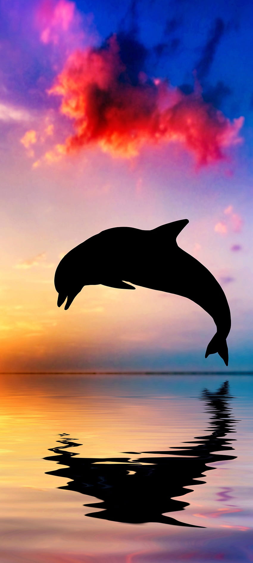 Dolphin Jumping , cloud, sky, shadow, whale, fish, sunset, animal, , sea HD phone wallpaper