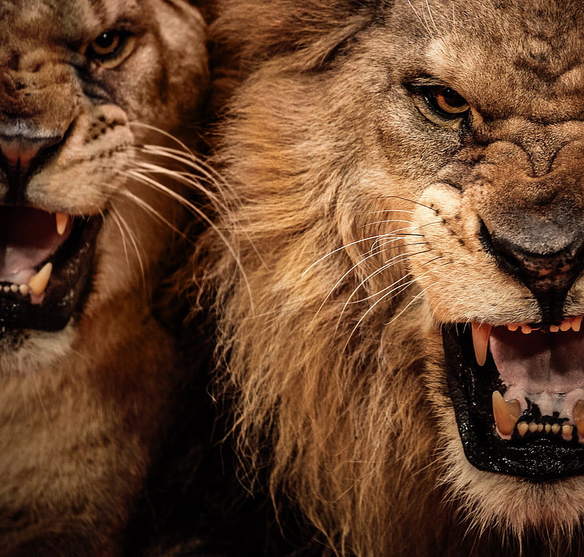 Angry Lion Face, Male Lion HD wallpaper | Pxfuel