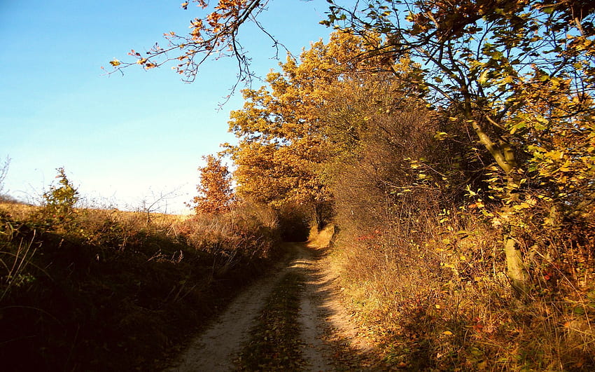 Natura, jesień, krzak, droga, kraj, wrzesień, wieś Tapeta HD