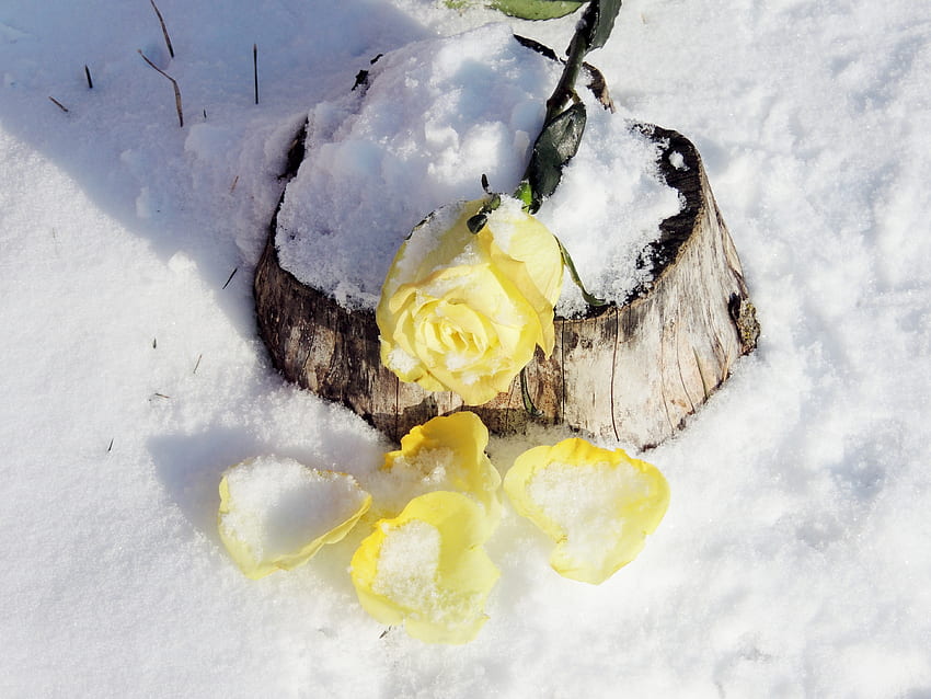Rose On A Stump, Winter, graphy, Petals, Snow, Nature, Flower, Rose HD ...
