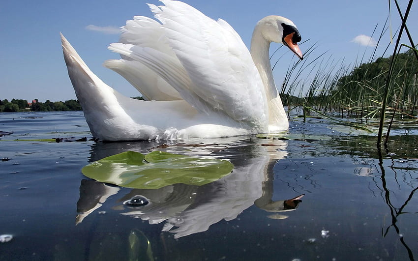 cisne branco, cisne, pássaro, água, lago papel de parede HD
