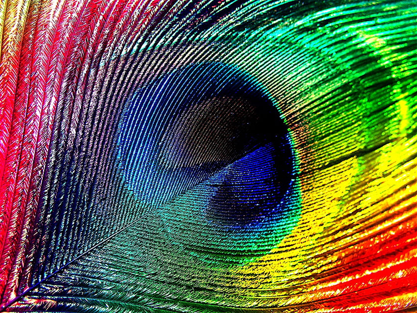 Peacock feather, colorful, feather, skin, rainbow, texture, close-up, peacock HD wallpaper