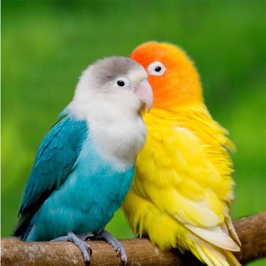 Macaw Birds Couple Parrot HD Wallpaper
