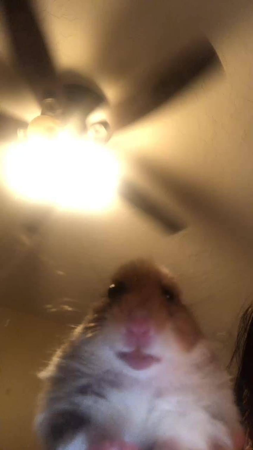 Hamster, Hamster Meme HD phone wallpaper