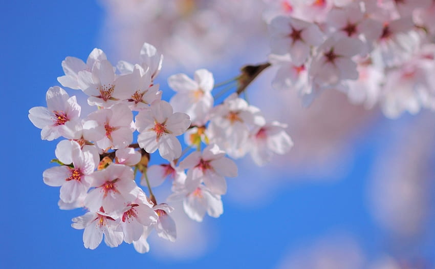 Spring, blue, pink, flower, blossom HD wallpaper