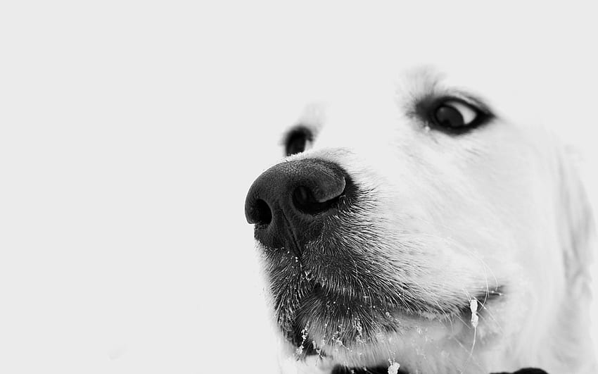 Animals, Dog, Muzzle, Nose HD wallpaper