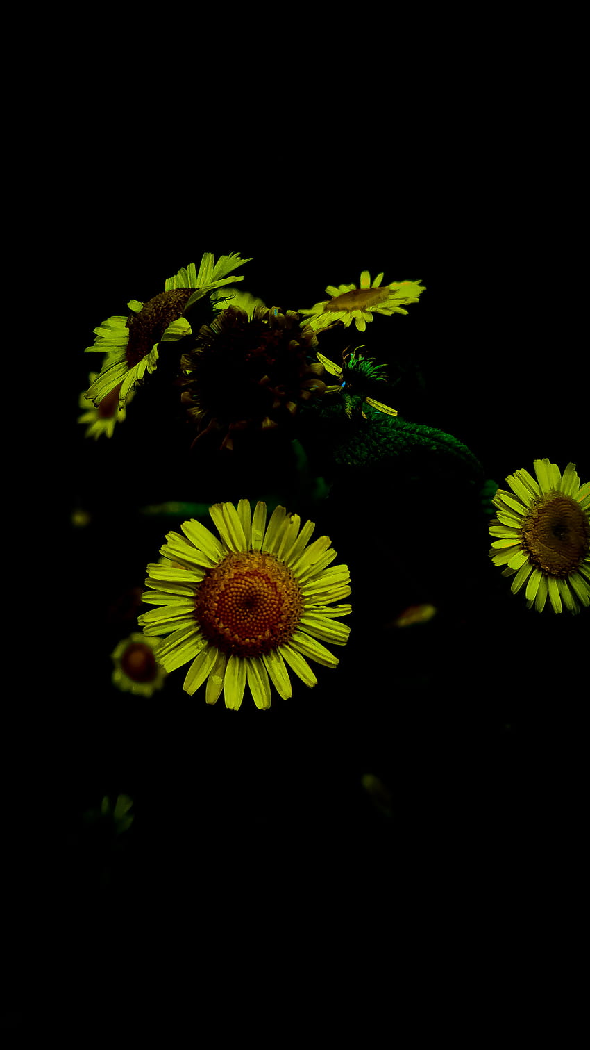 Daisy Amoled, daisy_family, flowers, petal, nature, yellow, yellow_daisy, sunflower, flower HD phone wallpaper