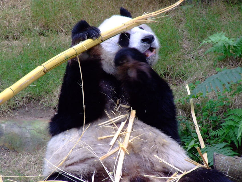 panda for leo19, bear, black and white, eating, nature, hunger, china, panda HD wallpaper