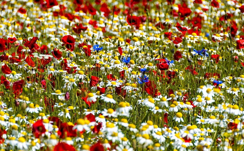 Wilde Blumen, Feld, Poppi, Kornblumen, Wild, Kamille HD-Hintergrundbild