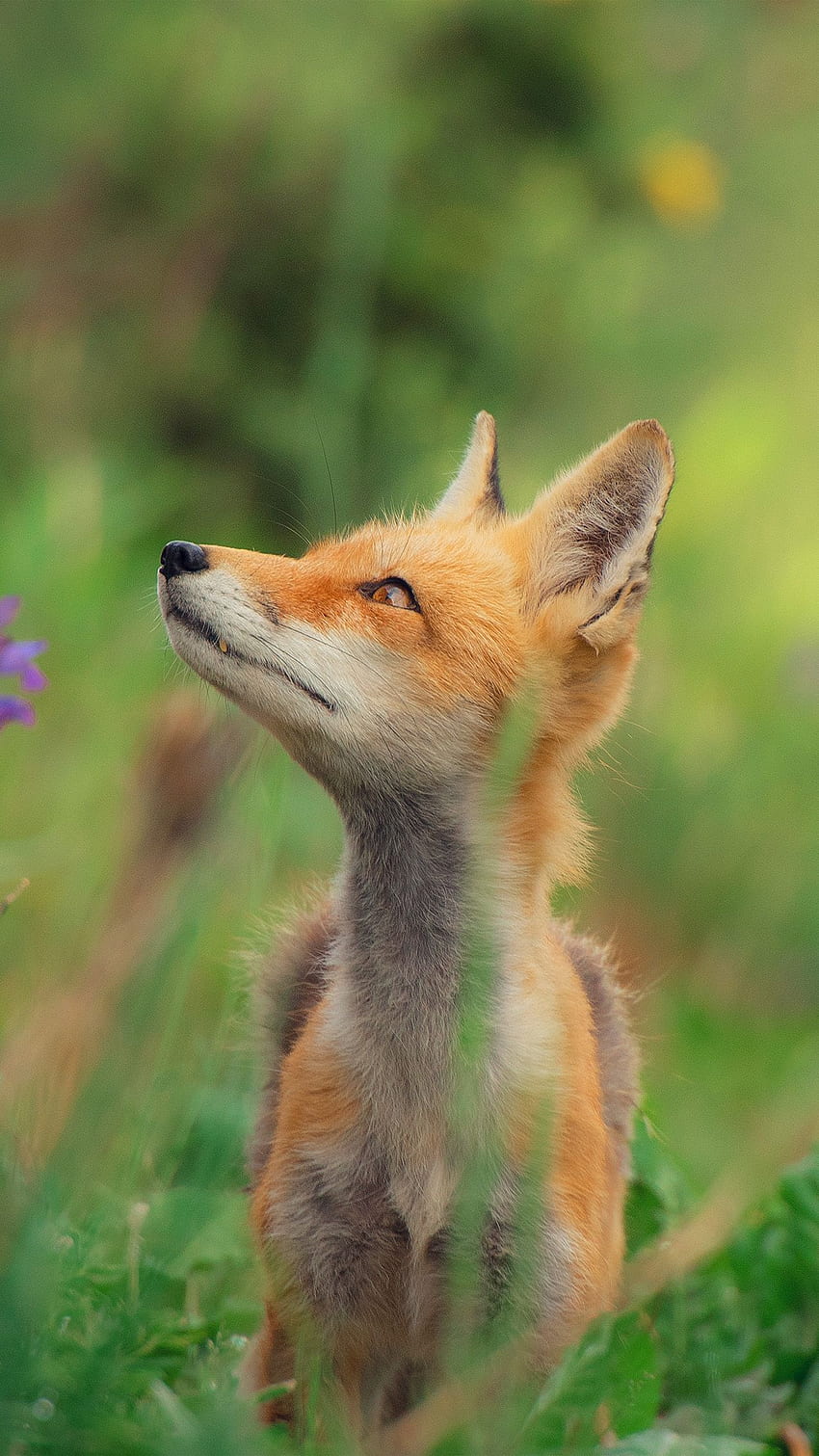 iPhone 6 . little fox animal cute, Cute Nature HD phone wallpaper