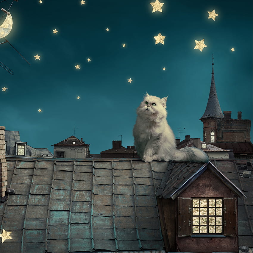 Beyaz İran Kedisi, Yavru Kedi, Peri Masalı, Fantezi - Geceleri Çatıda Kedi HD telefon duvar kağıdı