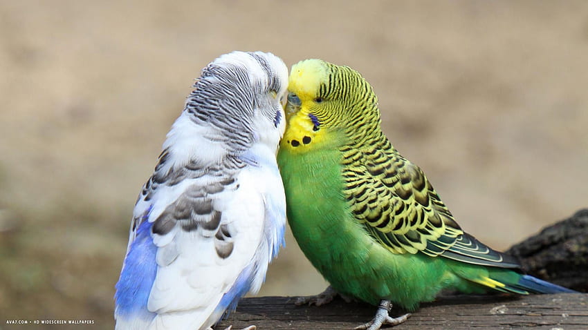 вълнисто папагалче вълнисто папагалче обича птици, целуващи се в / фон на птици HD тапет