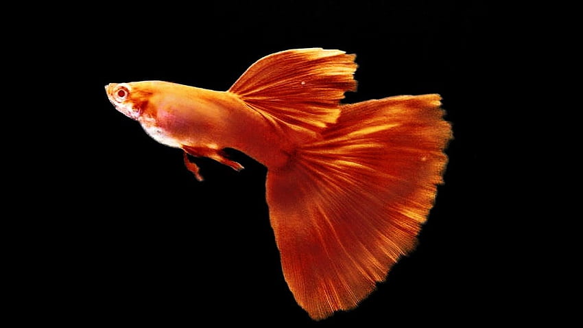 Hybrid Guppy Fish Collection Endler MIX Fancy Guppies HD wallpaper