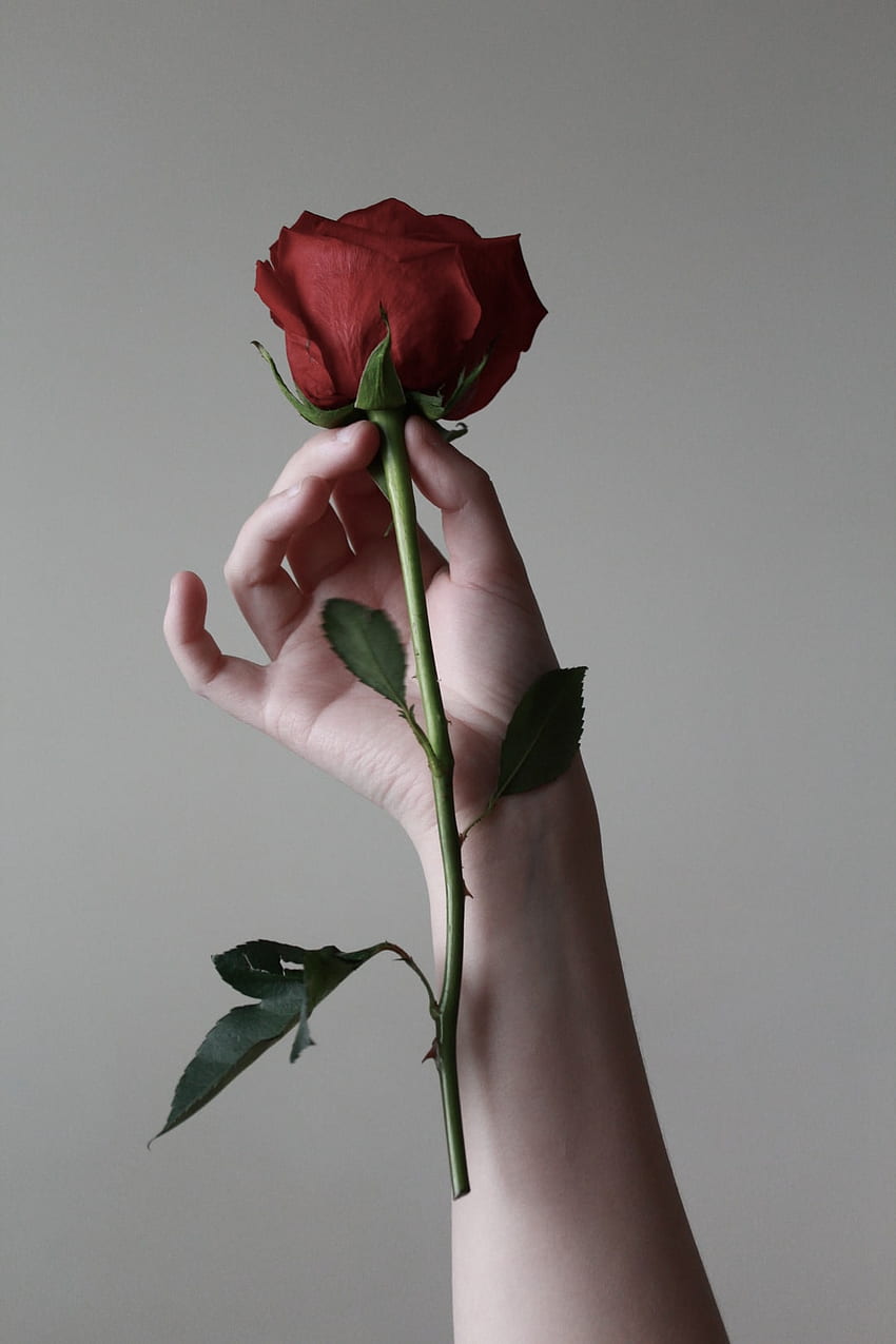 едно цвете от червена роза – Цвете, Единична червена роза HD тапет за телефон