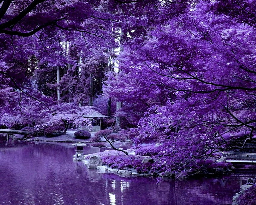 紫の日本庭園 149860 高品質と解像度 [] 、モバイル、タブレット用。 スミレと一緒に探検。 青と紫、アフリカ バイオレット、バイオレットの花 高画質の壁紙